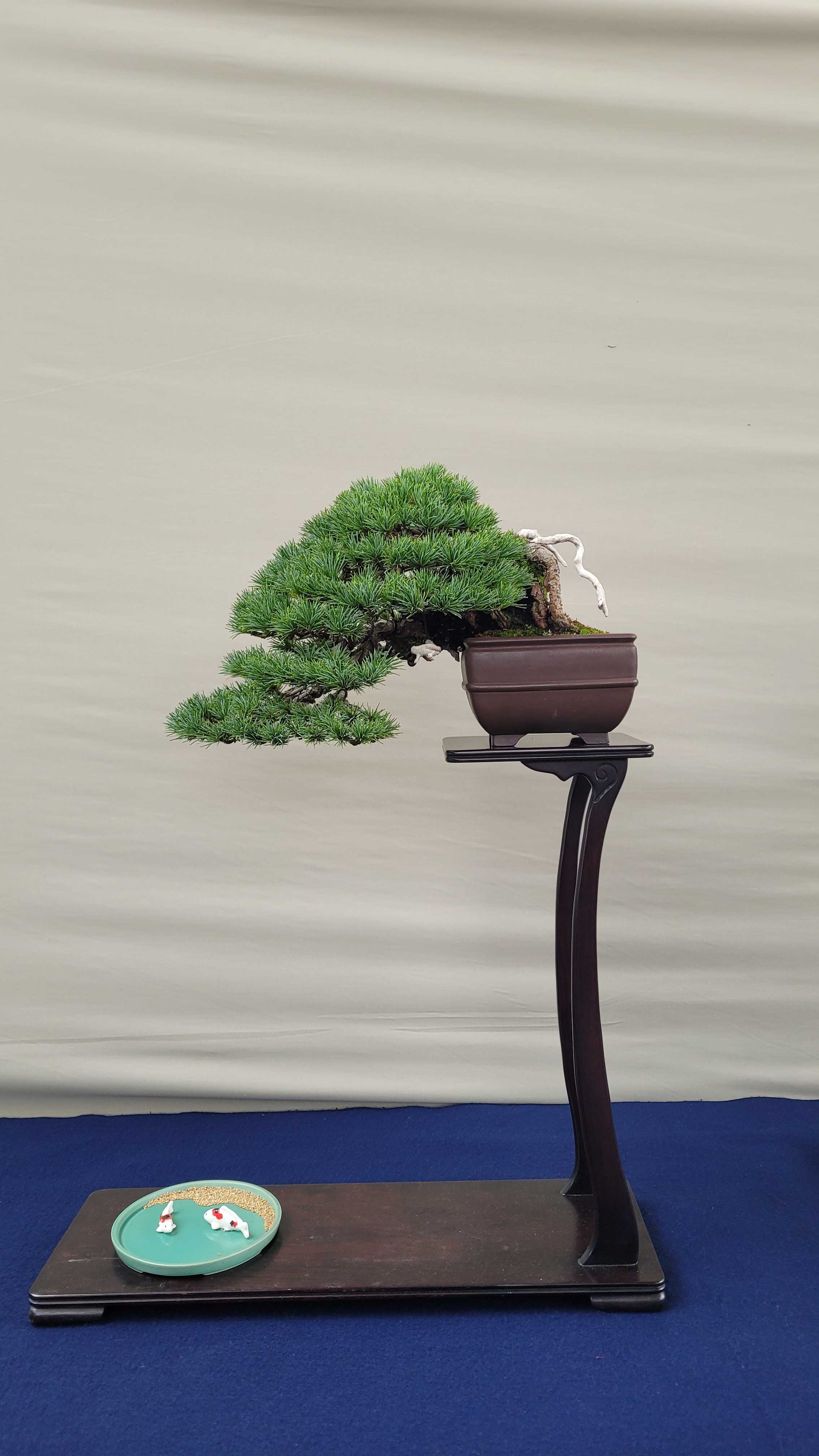 A pine bonsai tree from osaka show in Japan